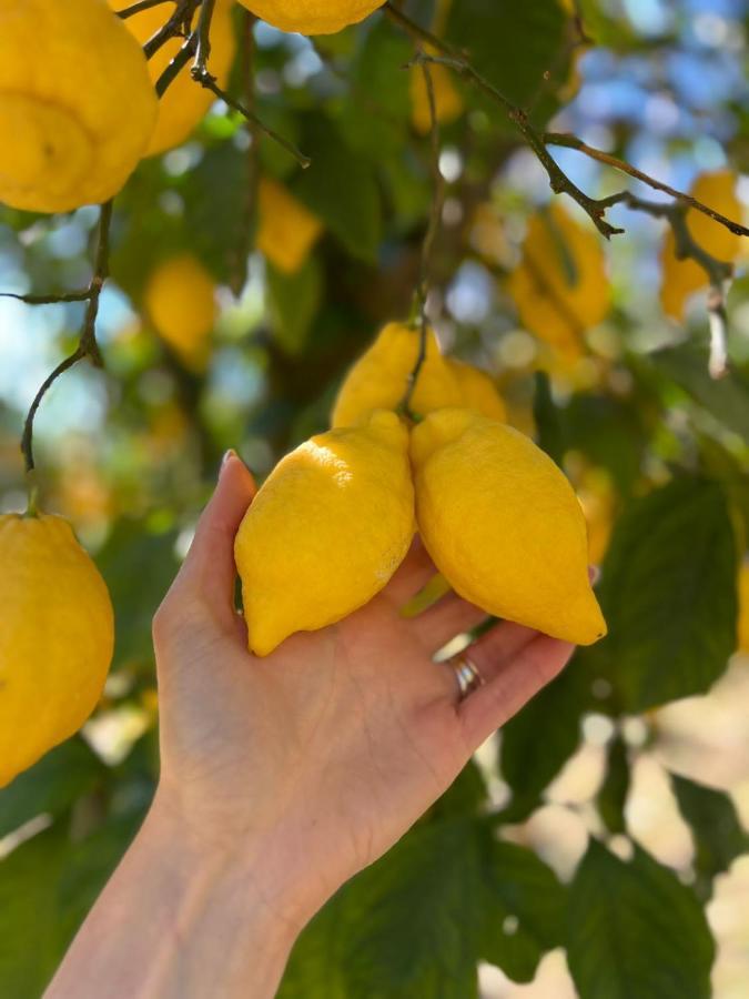 Tenuta Di Leva Πιάνο ντι Σορέντο Εξωτερικό φωτογραφία
